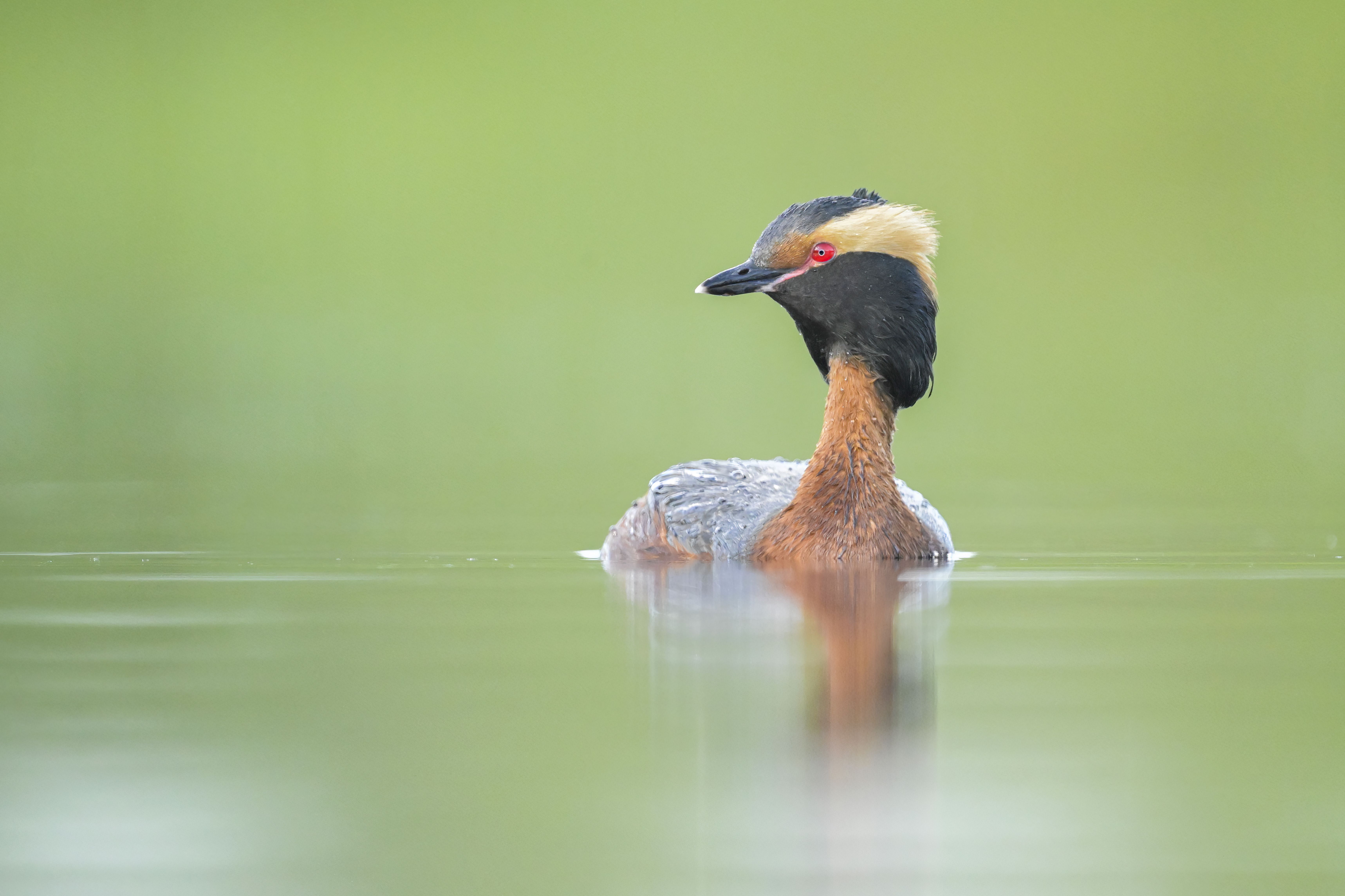  Dsc7887 Horned Grebe Full